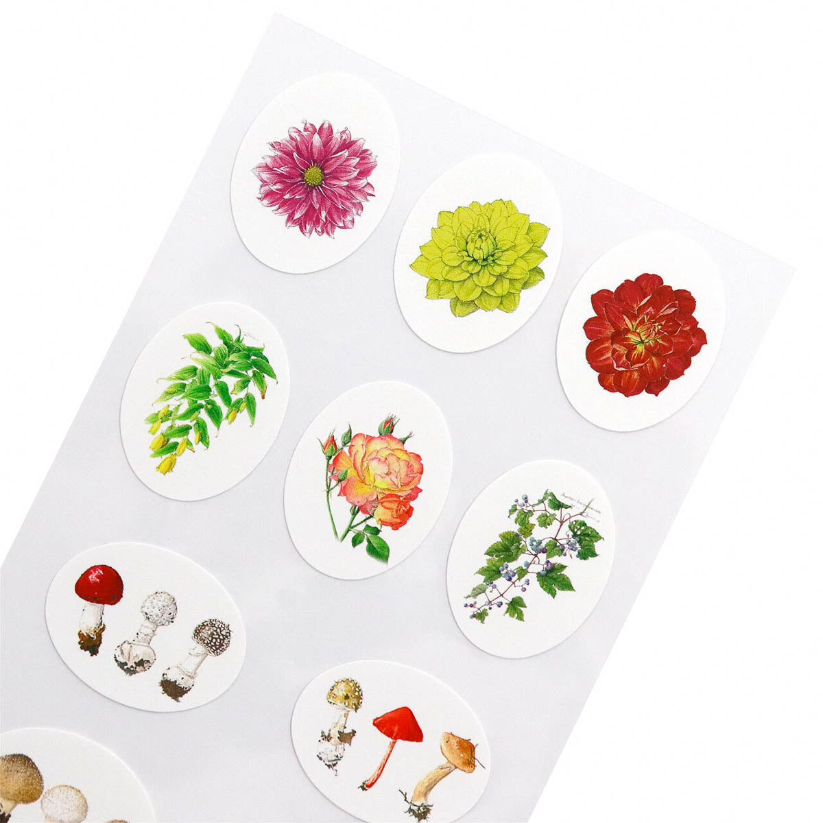 Deko-Sticker - Kiyohiko Sugisaki and Fumiko Sugisaki - Botanical Art