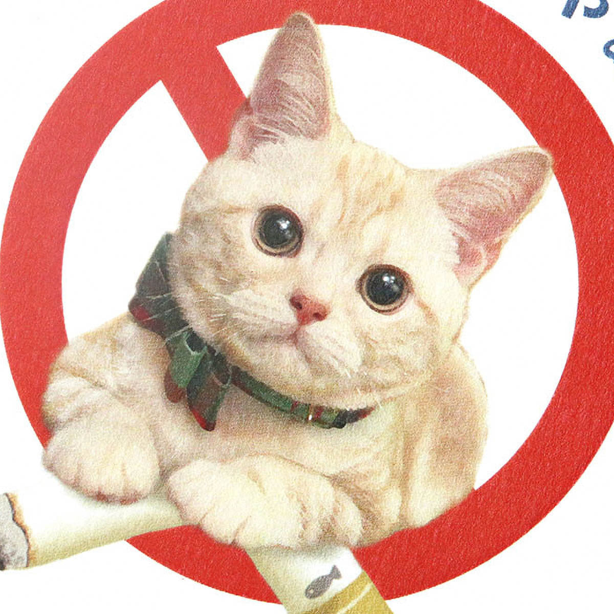 Postkarte - Tocotoco Circus - Cute Cat