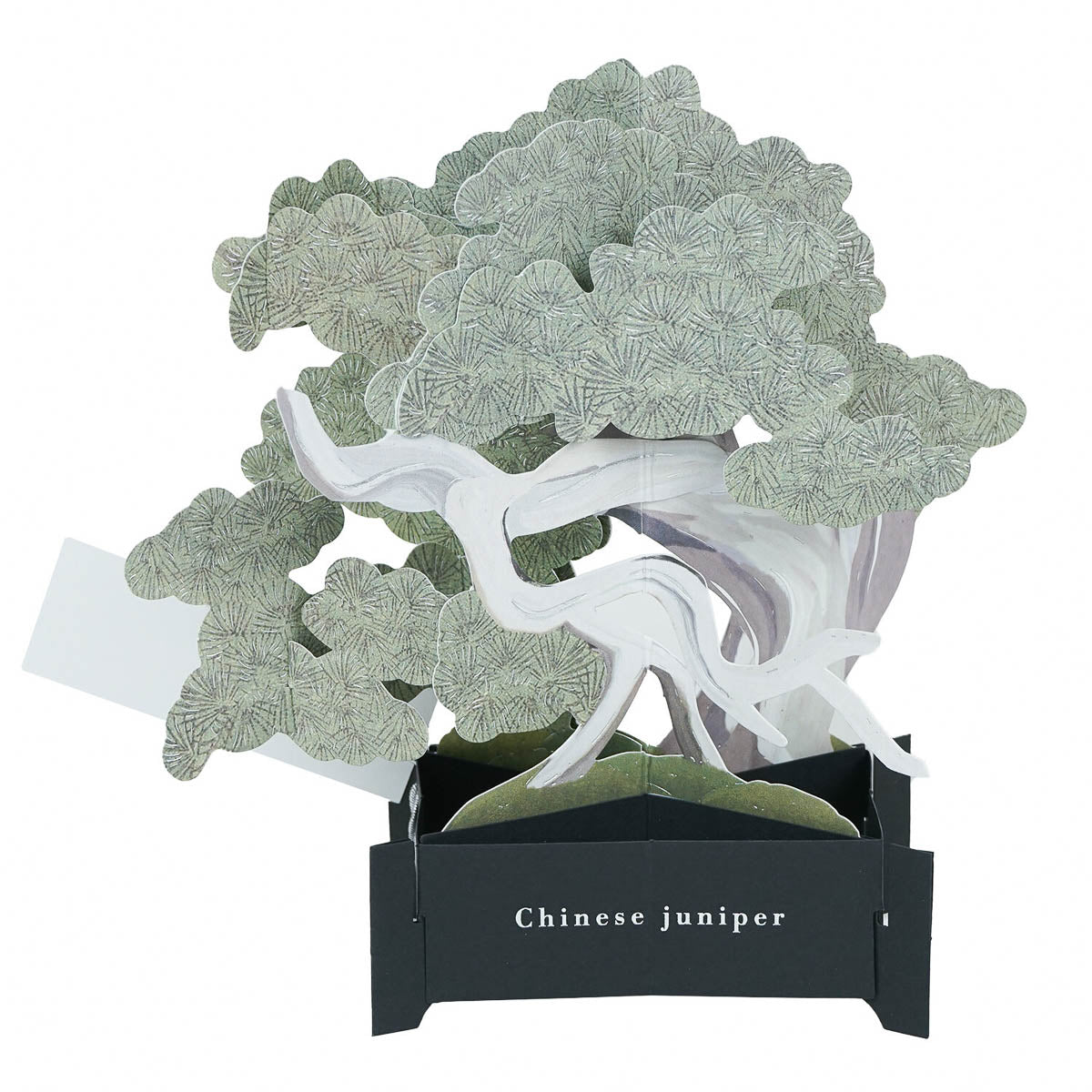 Grußkarte - Bonsai