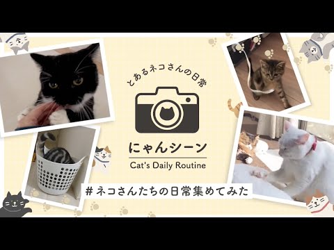 Zubehörtäschchen - LIHIT LAB - Nyan Scene flat card pouch